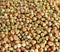 Pea Landrace